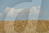 Landwirtschaft.,  Kornfeld