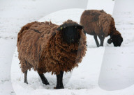Schafe im Schnee