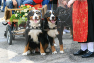 Folklore Schweiz Berner Sennenhund 