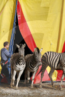 Zebras   Circus Nock