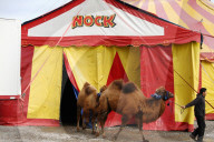 Kamele  Circus Nock