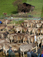 Landwirtschaft  Viehpraemierung Hasliberg Kanton Bern