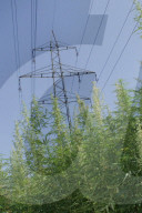 ELEKTRO HANF HANFANBAU KIFFEN KIFFER HANFFELD STARKSTROMLEITUNG HOCHSPANNUNGSLEITUNG STARKSTROMLEITUNG ENERGIE SUCHT ELEKTRIZITAET