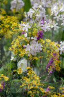 Natur -Wiese bei Muelligen AG