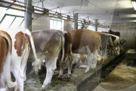 Landwirtschaft  Kuhstall