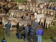 Landwirtschaft  Viehpraemierung Hasliberg Kanton Bern