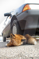 Angefahrener Fuchs auf der Autobahn A1