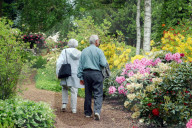 Rentner, Feldweg mit Rhododendron.
