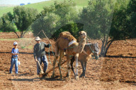 Landwirtschaft , Landwirt mit Pferd und Dromedar beim Ackerbau .Marrakesch ,Maeokko