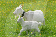 Landwirtschaft,  Ziege mit Zicklein.