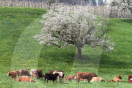 Kuherde  auf einer Weide