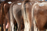 Landwirtschaft Stierenmarkt 