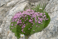 Alpenflora, Stengelloses Leimkraut