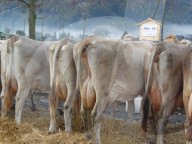Kuehe, Viehmarkt