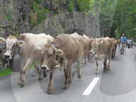 Alpabfahrt