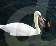 Ente und Schwan