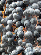 Trauben für die Eiswein-Produktion, 2005