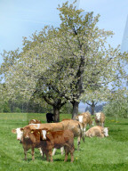Kühe auf einer Weide, Frühling, Redholstein, 2006