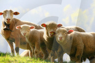 Schafhaltung, Mutterschaf mit Laemmer