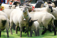 Folklore Schweiz  Schafherde