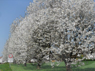 Fruehling, Kirschbaeume
