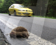 Toter Igel am Strassenrand, 2005