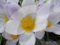 Krokus 