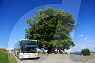 Postauto, Linde von Linn