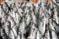 Fisch auf dem Fischmarkt in Antalya 2004