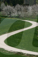Fruehling, Kirschbaeume  Naturstrasse