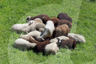 Landwirtschaft,  Schafe auf einer Wiese.