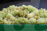 Weintrauben , Winzerfest Doettingen