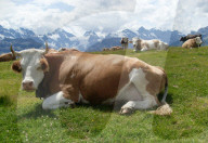Landwirtschaft, Kuehe  auf einer Weide
