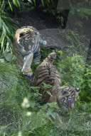 Kleine Tiger im Zoo