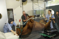 Pferd Operation