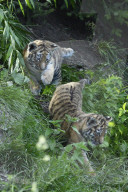 Kleine Tiger im Zoo
