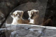 Löwen Babys