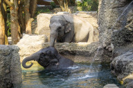 Elefantenpark im Zoo Z�rich 2014