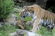 Kleine Tiger im Zoo