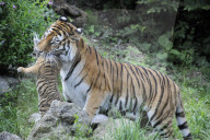 Kleine Tiger im Zoo