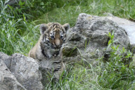 Kleine Tiger im Zoo