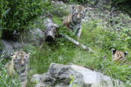 Kleine Tiger im Zoo