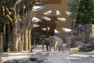 Elefantenpark im Zoo Z�rich 2014