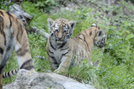 Kleine Tiger im Zoo