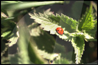 Natur