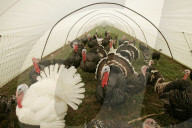 Vorsorge gegen Vogelgrippe 2005: Truthähne im "Treibhaus"