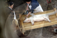 Leben wie zu Gotthelfs Zeiten II: Wollschwein geschlachtet, 2004