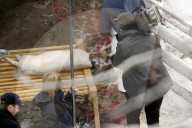 Wollschwein im "Sahlenweidli" wird geschlachtet, 2004