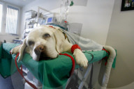 Timo der Hund