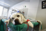 Timo der Hund